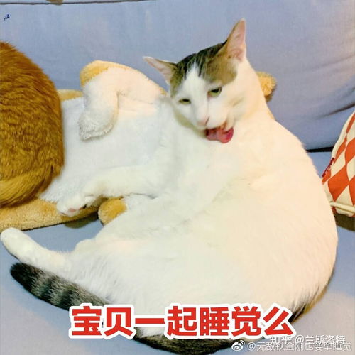 有哪些可爱的猫猫表情包