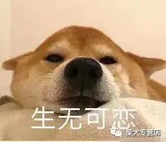 柴犬萌贱表情包合辑,不笑算我输