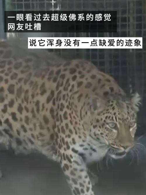 网红豹子胖成了豹警官网友现实版疯狂动物城
