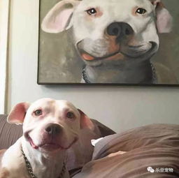 会笑的狗狗往往命运也好,流浪狗用微笑为自己赢得了一个家