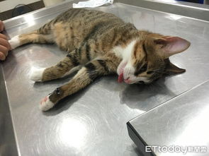 蛋蛋,下辈子再见了小屁猫结紮表情超逗给朕记住