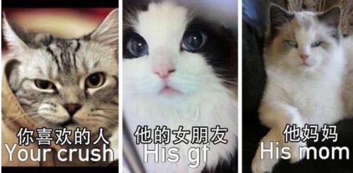 你喜欢的人他的女朋友他的妈妈表情包大全