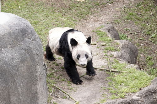 图集孟菲斯动物园为丫丫举办告别派对,游客哭泣不舍