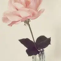 头像女花朵和人高清微信头像图片大全