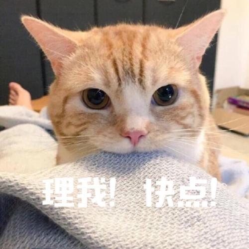 哇,可爱猫咪表情包来了,喜欢猫咪的快来收图,萌得我一塌糊涂