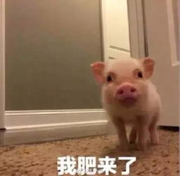 时尚潮流视频表情包猪猪