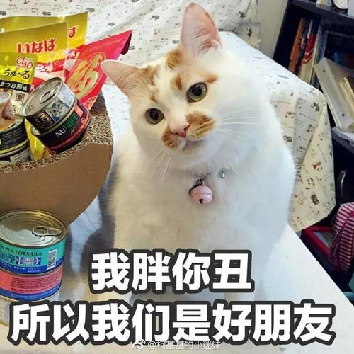 猫猫表情包我要把你摁在墙上,亲亲