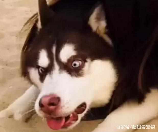 小姐姐和二哈去玩耍,假装要躺在它身上,二哈表情让人笑抽