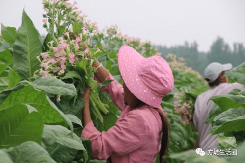 60岁老年人姓林微信头像签名