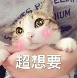 看完这部电影,我终于明白自己为何成为猫奴
