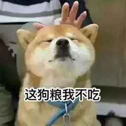 单身狗斗图表情包秀恩爱小分队