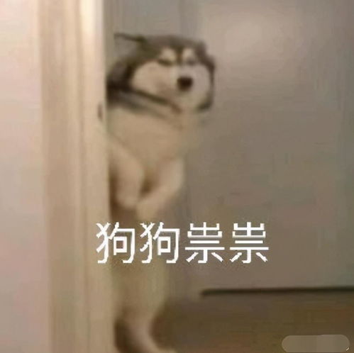 假新闻表情包白给