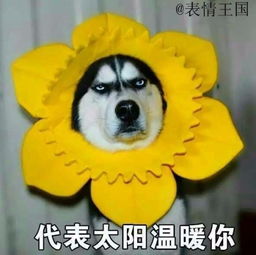 有没有哈士奇的表情包