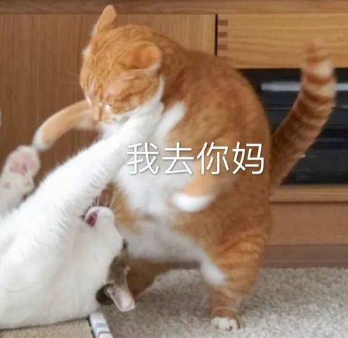 猫咪表情包投降,投降,我投降