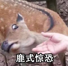 网友总结出了动物界五大扛把子你们人类一个都惹不起