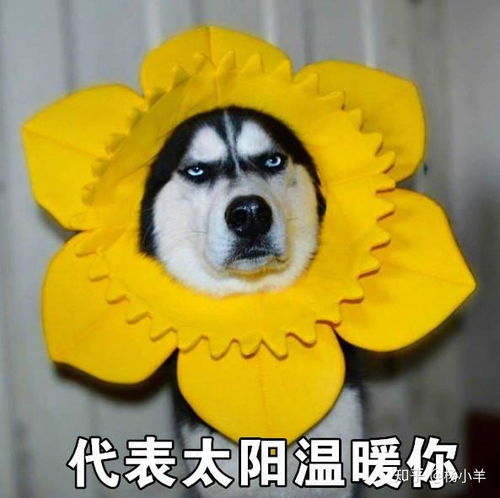 你因为知乎买过一些什么东西感觉如何