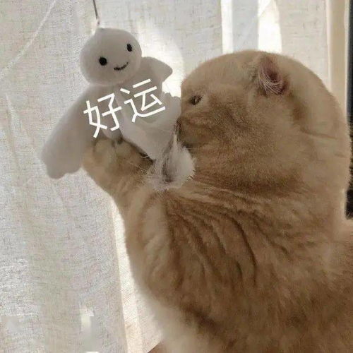 快保存最适合过年搞钱的99个猫表情包
