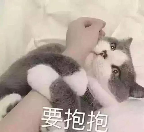 被猫抓伤咬伤了,我会得狂犬病的吧