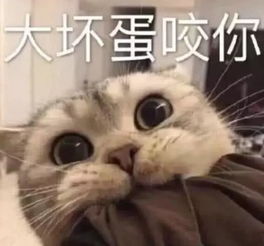 两性聊天时,把在干嘛改成这些表情包,保证你分分钟脱单