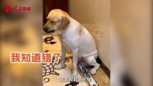 狗狗咬坏拖鞋挨训表情太真实闭眼扭头反应笑翻网友