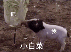 表情包每天都是想你的液