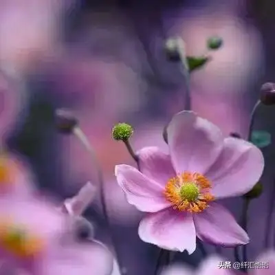 清新淡雅微信头像