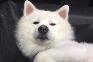 狗狗记仇后都是什么表情巴哥最无辜,网友哈士奇稳赢了