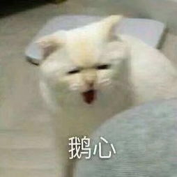 玫瑰沾白糖的相册天使猫猫的表情包