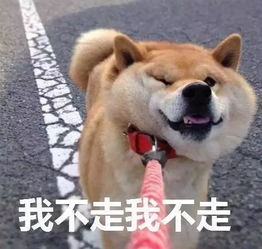 柴犬表情包如何礼貌地拒绝别人