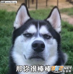 你再说一遍试试哈士奇威胁表情包代表太阳温暖你哈士奇蠢萌表情包下载乐游网游戏下载