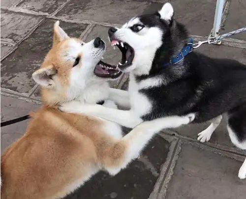 蠢萌二哈表情包哈哈哈
