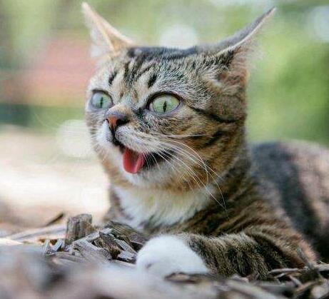 猫咪表情爱亲亲大合集,让猫奴吸的停不下来