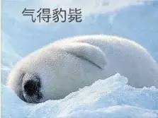 豹毙表情包自弃