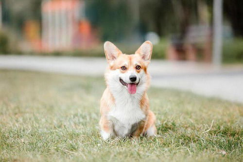 喜欢的表情包可爱柯基犬
