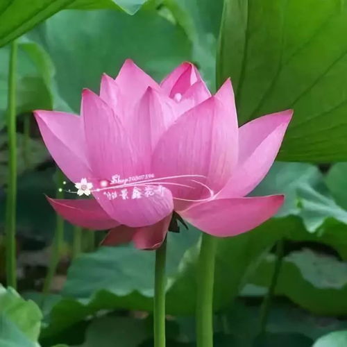 寒彻筋骨为谁悲史杏兰