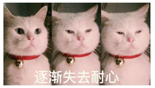 生活表情包搞笑猫咪