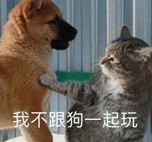 沙雕可爱表情包发送我家没人