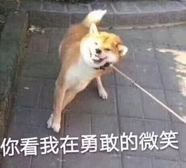 千万别养哈士奇,不然你都不知道你哪天就笑岔气了..