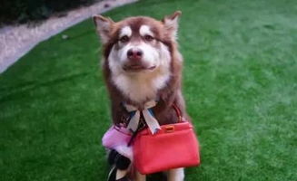 张馨予爱犬成了表情包林更新简直为流浪狗操碎心