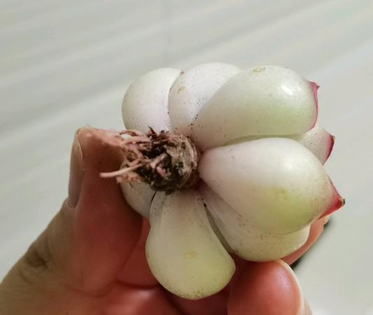 新买回来的多肉,为了确保多肉万无一失,我们需要做好这6点