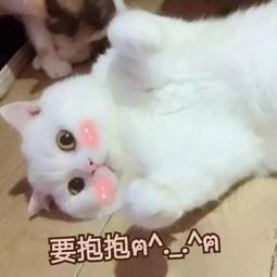 喵喵卖萌的日常