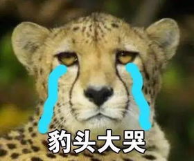 表情包丨可以说是非常豹笑了