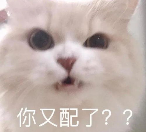 一些奇奇怪怪的猫猫表情包7