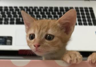 捕猎,从入门到放弃
