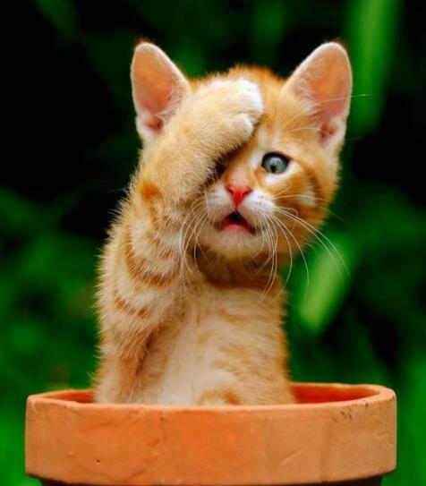 猫咪表情爱亲亲大合集,让猫奴吸的停不下来