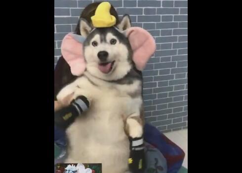 哈士奇被整像猪头,二哈看本汪的脸就有喜感