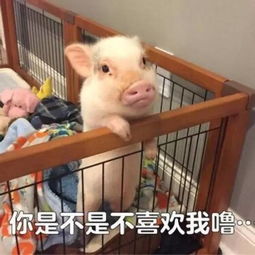 胖的原因大概是