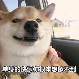 表情包丨单身的快乐你根本想象不到
