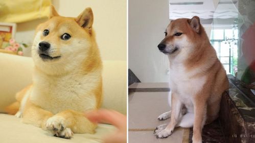 狗头护体表情包冯大伟