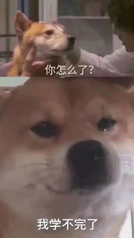 真嗨表情包试卷校长带全校小学生跳鬼步舞,宾阳网友评论亮了